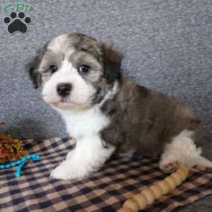 Smokey, Havanese Puppy