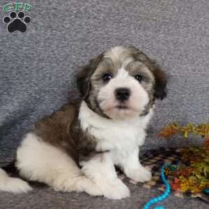 Smokey, Havanese Puppy