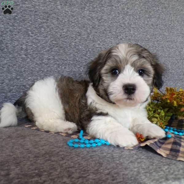 Smokey, Havanese Puppy