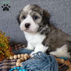 Smokey, Havanese Puppy