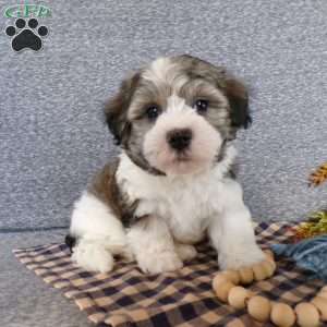 Smokey, Havanese Puppy