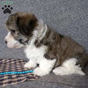 Smokey, Havanese Puppy