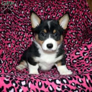 Pepper, Pembroke Welsh Corgi Puppy