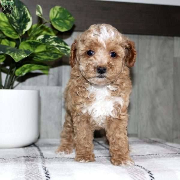 Holly, Miniature Poodle Puppy