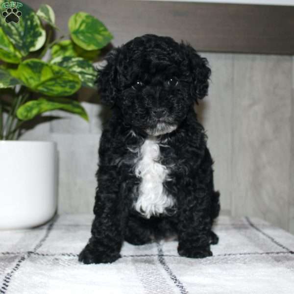 Molly, Miniature Poodle Puppy