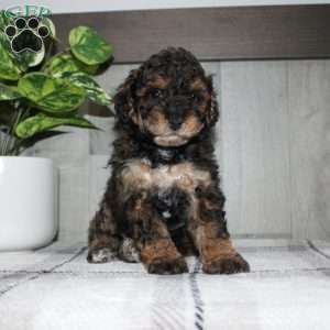 Jolly, Miniature Poodle Puppy