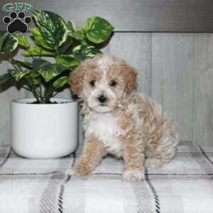 Dolly, Miniature Poodle Puppy