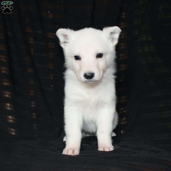 Maddie, German Shepherd Puppy