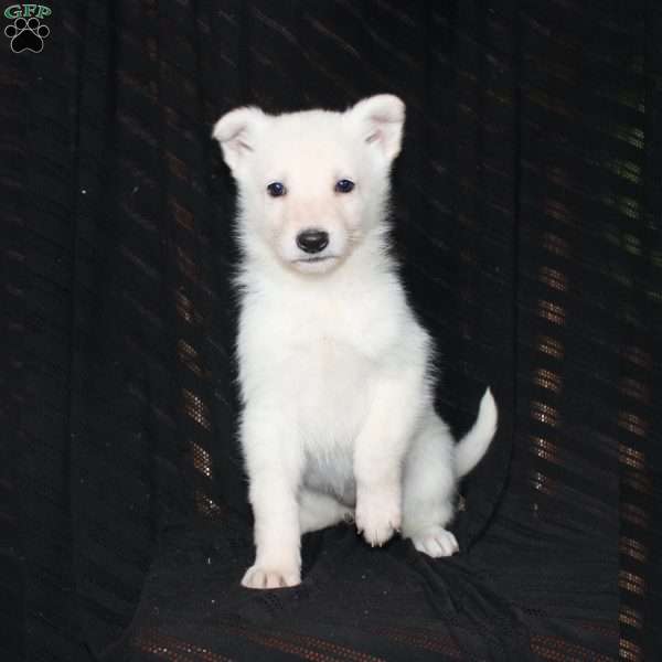 Magnolia, German Shepherd Puppy