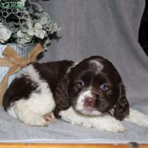 Larry, Cocker Spaniel Puppy