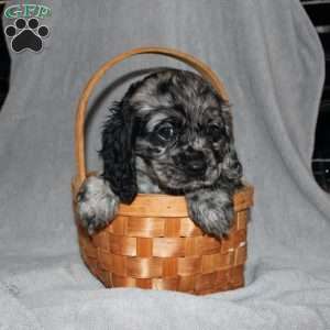 Lacey, Cocker Spaniel Puppy