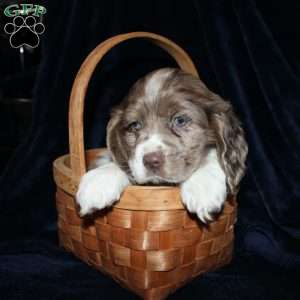 Leo, Cocker Spaniel Puppy