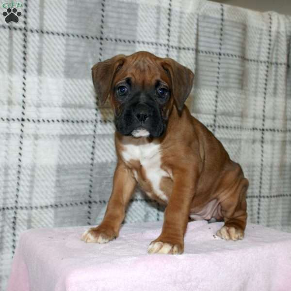 Spirit, Boxer Puppy