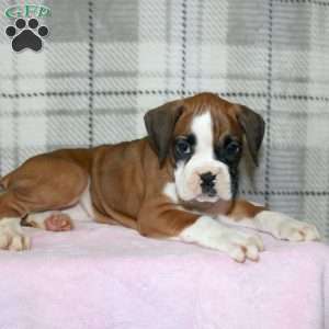 Spice, Boxer Puppy