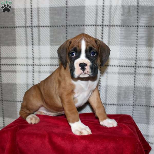 Snickers, Boxer Puppy