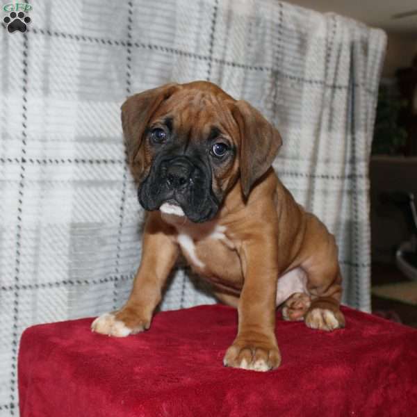 Snoopy, Boxer Puppy