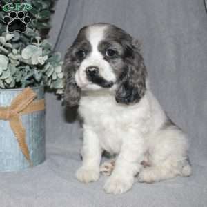 Lucy, Cocker Spaniel Puppy