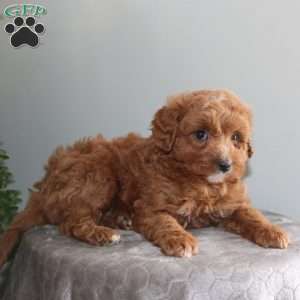 Joanna, Mini Aussiedoodle Puppy