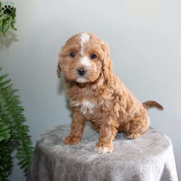 Janey, Mini Aussiedoodle Puppy