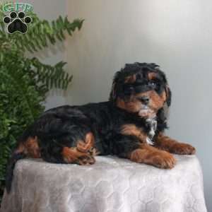 Julie, Mini Aussiedoodle Puppy