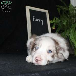 Furry, Border Collie Puppy