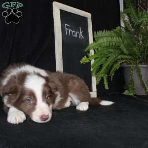 Frank, Border Collie Puppy