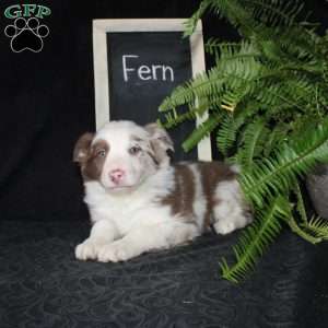 Fern, Border Collie Puppy