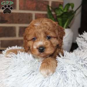 Katie, Cockapoo Puppy