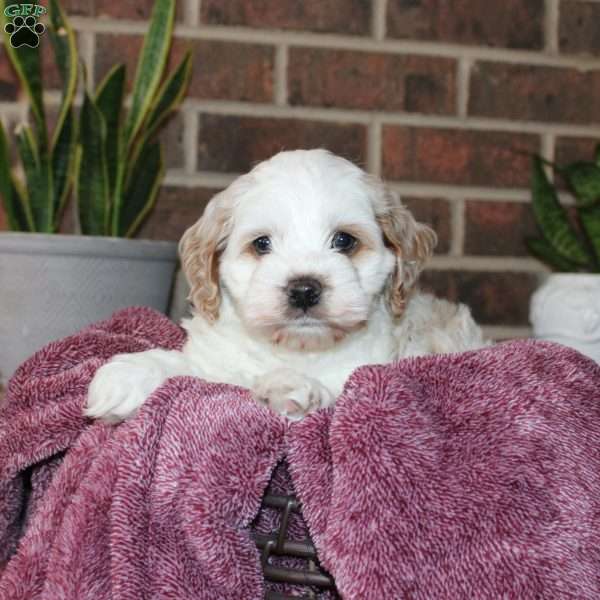 Kali, Cockapoo Puppy