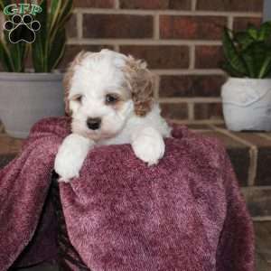 Kenny, Cockapoo Puppy