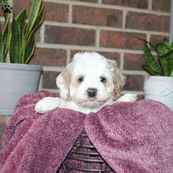 Karl, Cockapoo Puppy