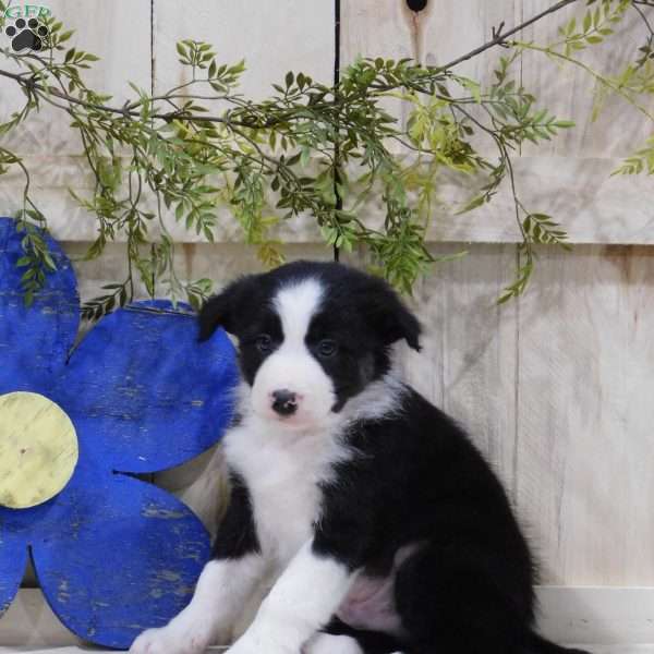 Lincoln, Border Collie Puppy