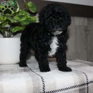 Molly, Miniature Poodle Puppy