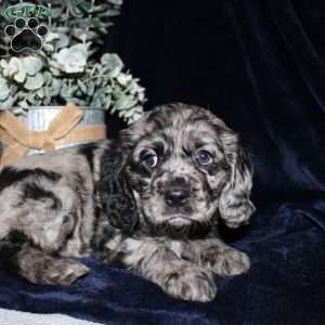 Lacey, Cocker Spaniel Puppy