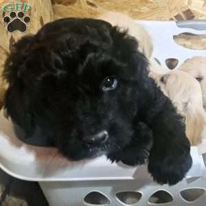 Chubbz, Bernese Water Dog Puppy