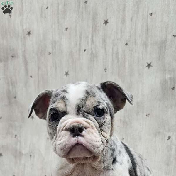 Blue Snow – Mini, English Bulldog Mix Puppy