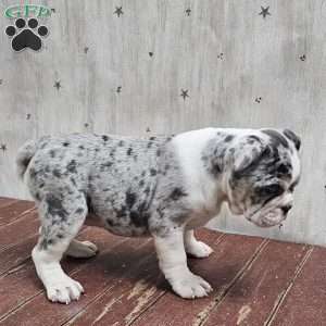 Blue Snow – Mini, English Bulldog Mix Puppy