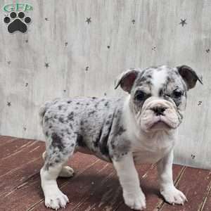 Blue Snow – Mini, English Bulldog Mix Puppy