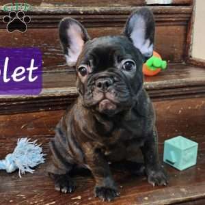 Lily, French Bulldog Mix Puppy