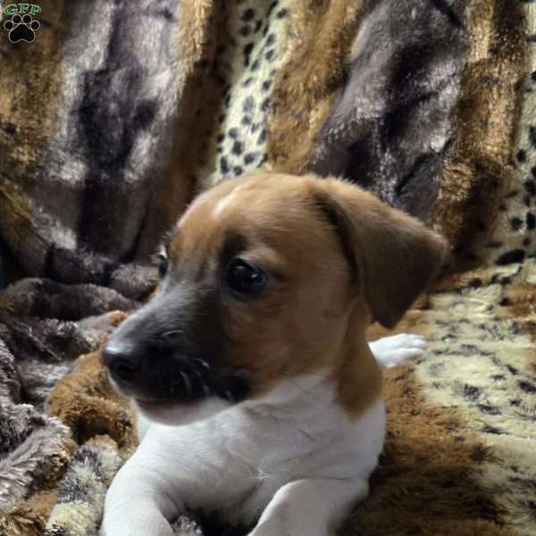 Elle, Jack Russell Terrier Puppy