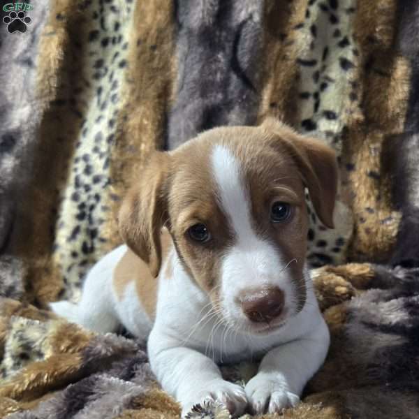 Eddie, Jack Russell Terrier Puppy