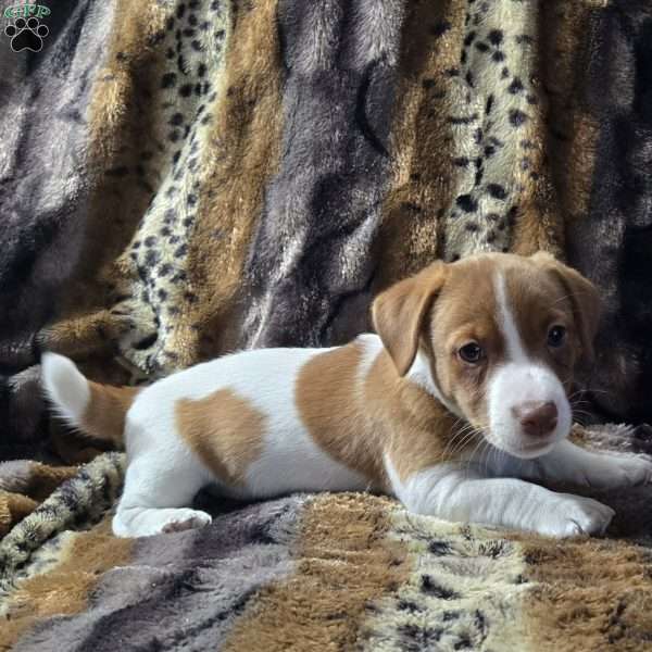 Eli, Jack Russell Terrier Puppy