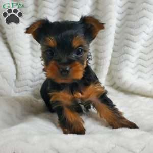 Ruby (Toy), Yorkie Puppy