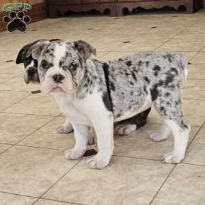 Blue Snow – Mini, English Bulldog Mix Puppy