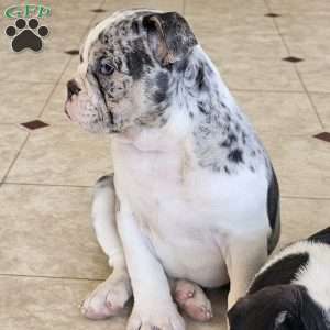 Blue Snow – Mini, English Bulldog Mix Puppy