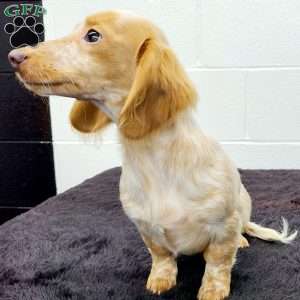 Blondie, Dachshund Puppy