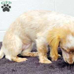 Blondie, Dachshund Puppy