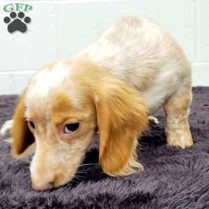 Blondie, Dachshund Puppy