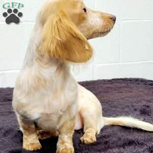 Blondie, Dachshund Puppy