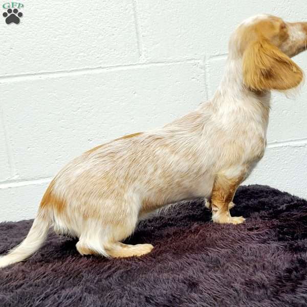 Blondie, Dachshund Puppy